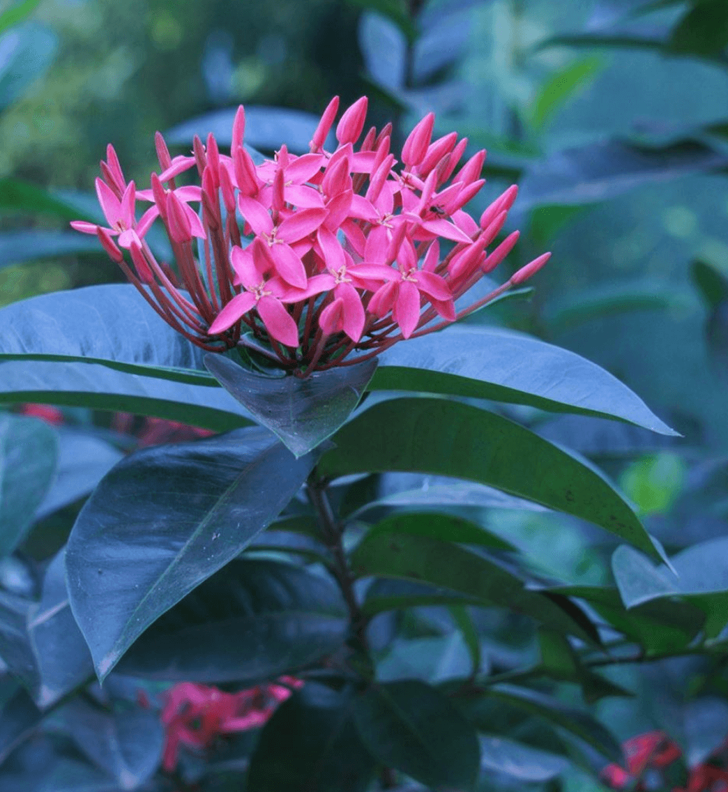 flora at boulevard 9 nadiad