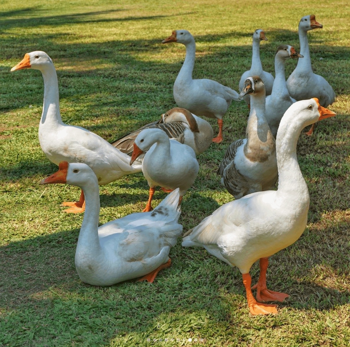 birds in resort hatgad